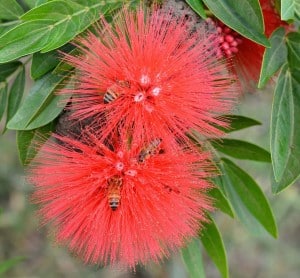 Bees on Flower