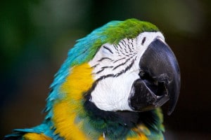 Photo of Parot Head from Sarasota Jungle Garden